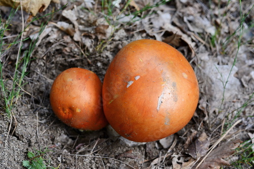 Close up of Amanita Caesarea Mushrooms, also known as Caesars Mushroom. In France known as Roi de Champignons 