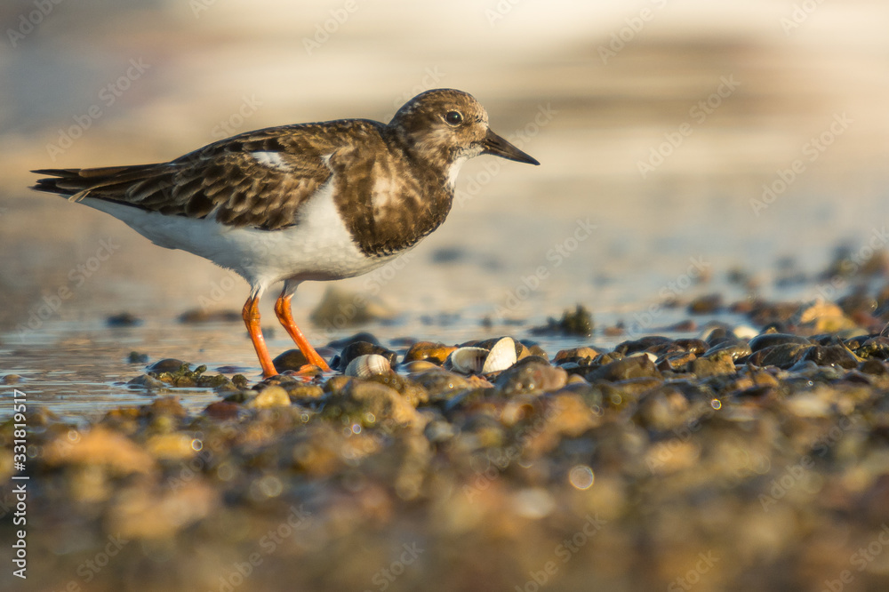 Ruddy turnstone (Arenaria interpres) Ruddy turnstone (Arenaria interpres)