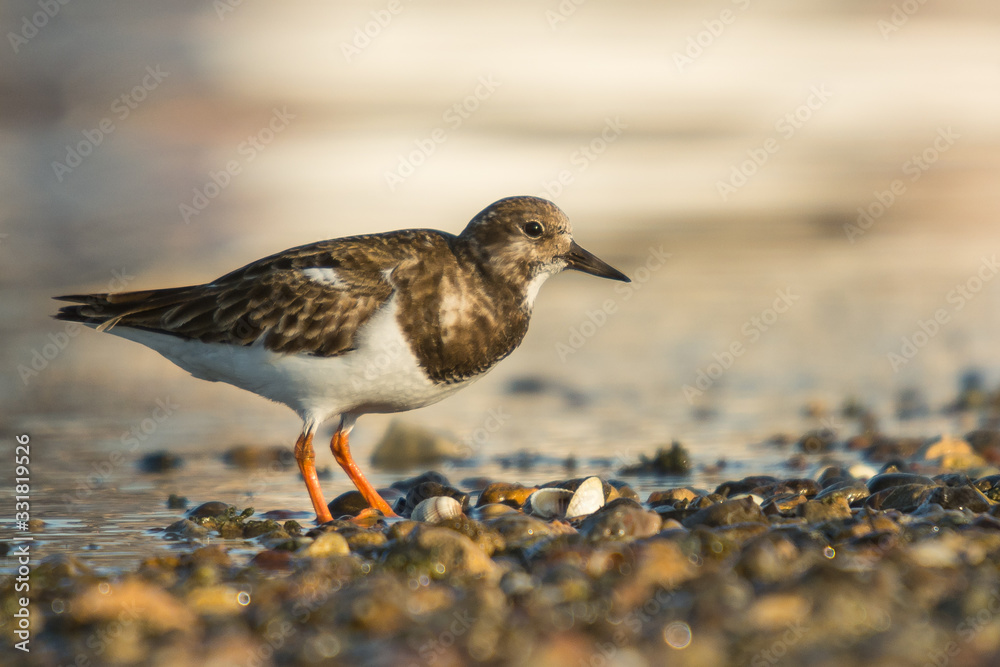 Ruddy turnstone (Arenaria interpres) Ruddy turnstone (Arenaria interpres)