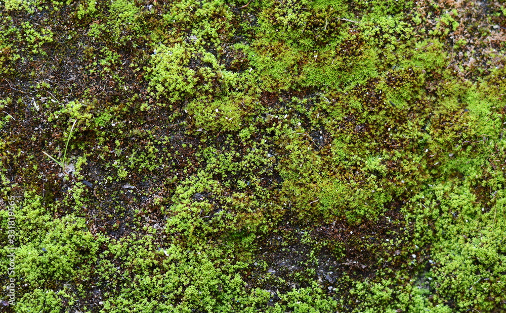 closeup to forest moss background texture