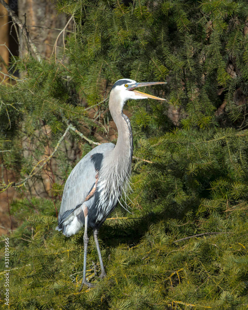 Fototapeta premium Great blue heron opens its beak.