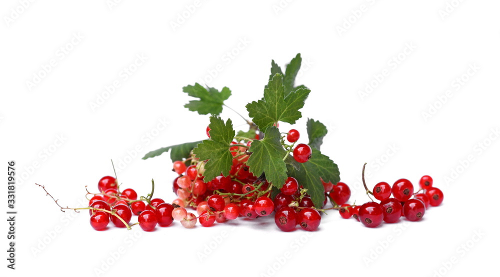 Branch of red currant isolated on white background. Bunch of red currant with leaves. Branch of red currant isolated on white background. Bunch of red currant with leaves.