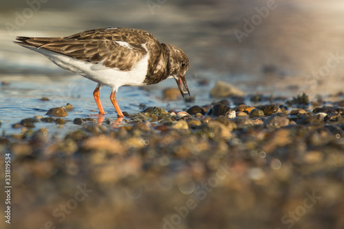 Wallpaper Mural Ruddy turnstone (Arenaria interpres) Torontodigital.ca