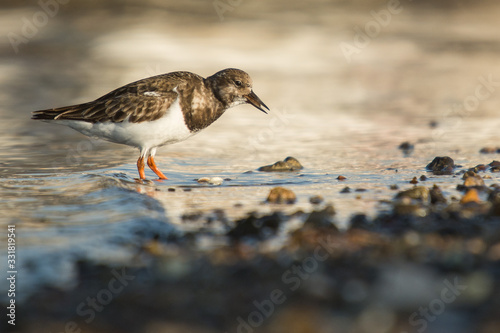 Wallpaper Mural Ruddy turnstone (Arenaria interpres) Torontodigital.ca