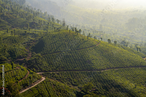 Beautiful view of tea plantations in Munnar  Kerala  India