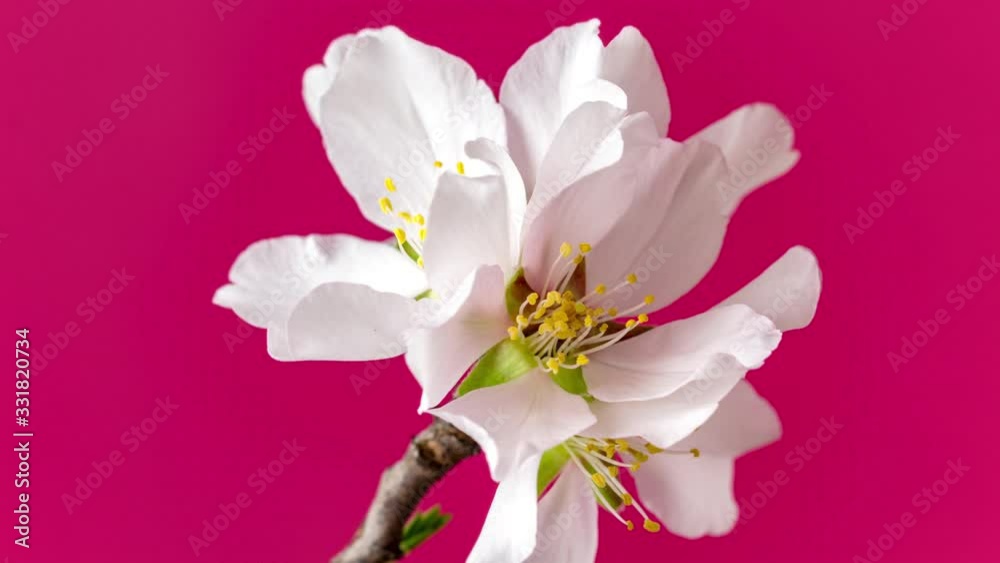 Almond fruit flower blossoming rotating timelapse against a red background Almond fruit flower blossoming rotating timelapse against a red background