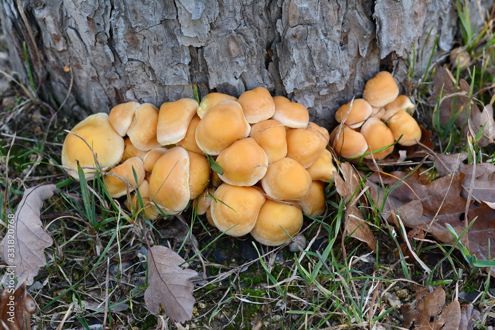 Sulfur tuft on a tree stump, Hypholoma fasciculare, Mushrooms Sulfur tuft on a tree stump, Hypholoma fasciculare, Mushrooms
