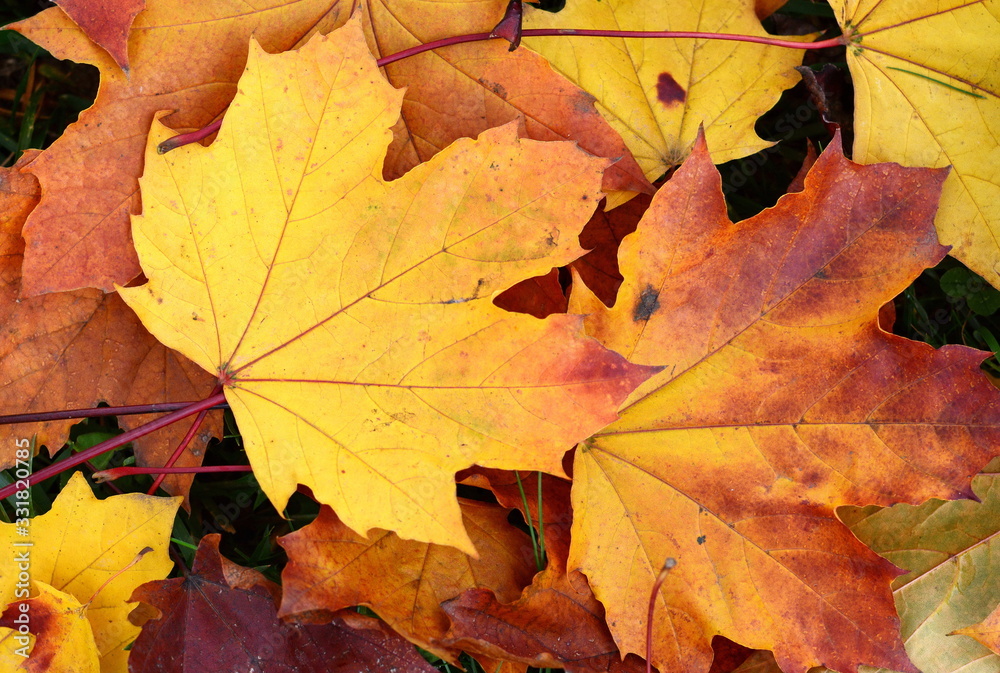 Fallen Autumn Leaves. Autumn Approach, Season Change Concept. Yellow leaves.