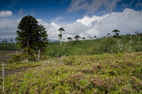 Slika na platnu Scrubland with monkey puzzle trees Araucaria araucana.