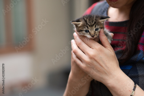 Human hand holding a striped brindled kitty cat