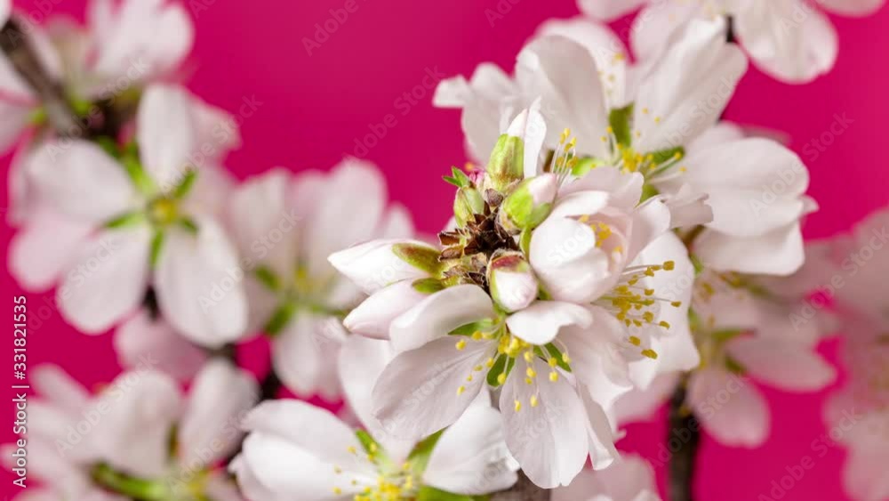 Almond fruit flower blossoming rotating timelapse against a red background Almond fruit flower blossoming rotating timelapse against a red background