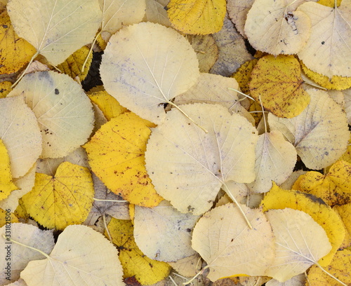 Fallen Autumn Leaves. Autumn Approach, Season Change Concept. Yellow leaves.