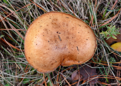 Mushroom suillus bovinus growing in the forest (Suillus bovinus). photo