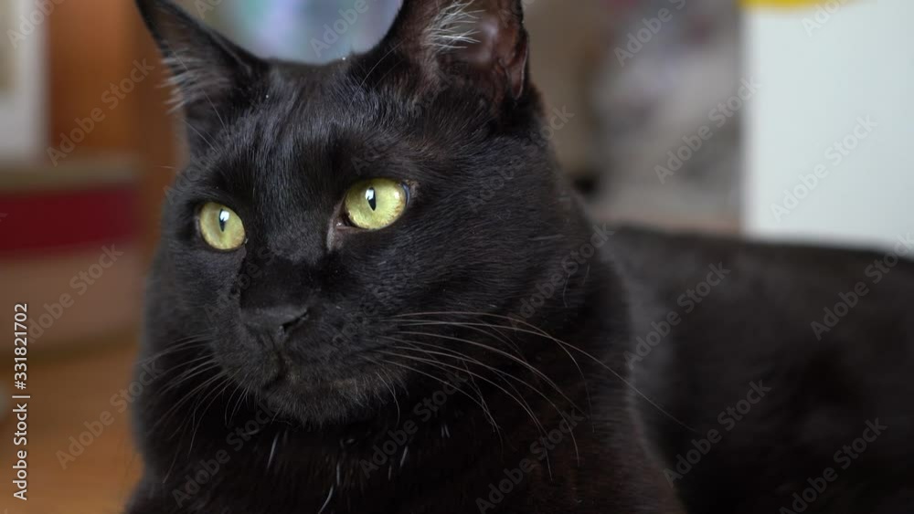 黒猫 黒猫