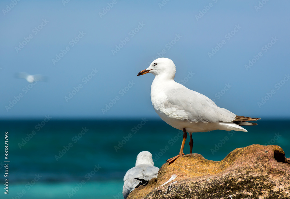 Seagulls on the beach