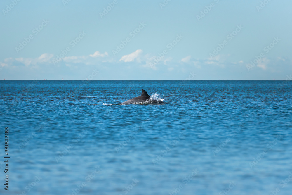 Fototapeta premium Jumping dolphin, Sydney Australia