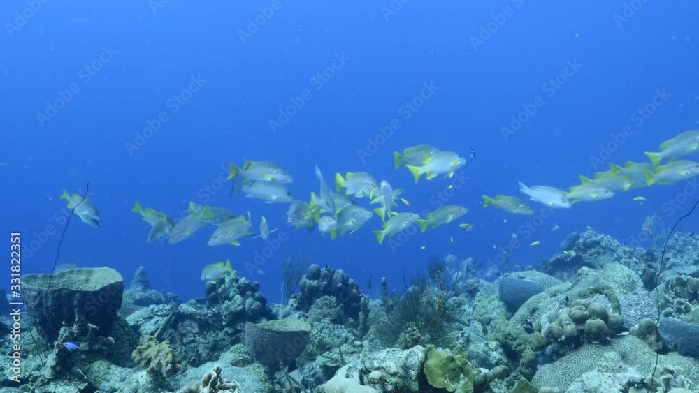 School of Schoolmaster Snapper in turquoise water of coral reef in Caribbean Sea / Curacao School of Schoolmaster Snapper in turquoise water of coral reef in Caribbean Sea / Curacao