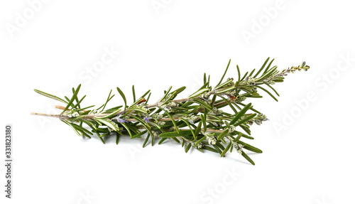 Rosemary twigs isolated on white background. Fresh green rosemary spice.