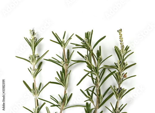Rosemary twigs isolated on white background. Fresh green rosemary spice.