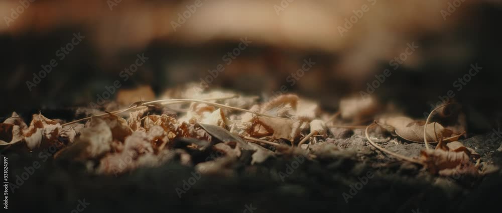 Sun shines on autumn leaves lying on the ground in the forest. Close up, shallow depth of filed, bokeh, slow motion. Nature background, cinematic b-roll. BMPCC 4K Sun shines on autumn leaves lying on the ground in the forest. Close up, shallow depth of filed, bokeh, slow motion. Nature background, cinematic b-roll. BMPCC 4K