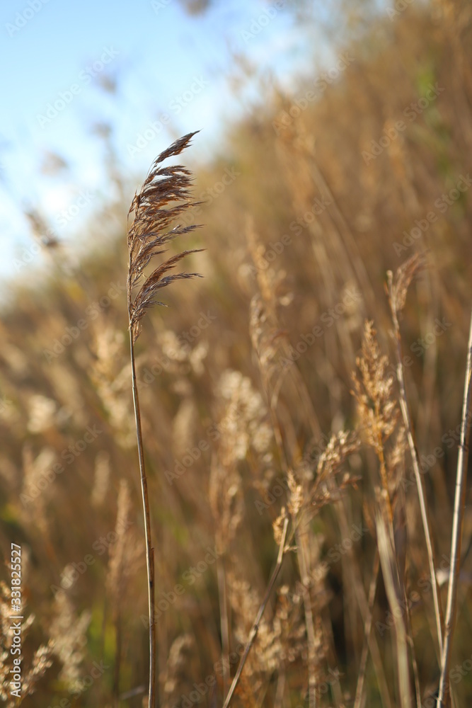 Fototapeta premium Fields of gold