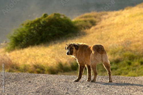 фотографія A dog stands in the middle of the field and looks back