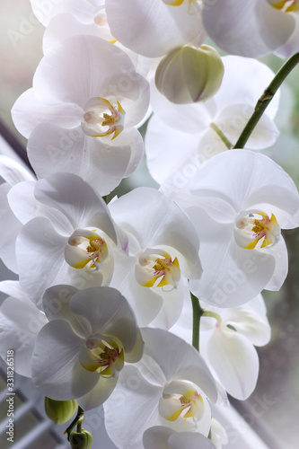 Photo Beautiful white orchids on a delicate background