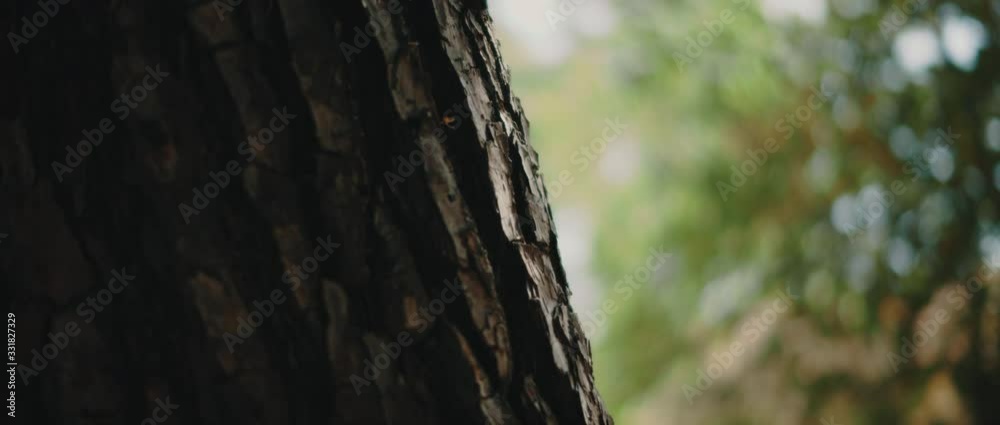 Close up view of tree trunk with beautiful green bokeh in the background. CLOSE UP, SLOW MOTION, SHALLOW DOF. Nature background, cinematic b-roll. BMPCC 4K Close up view of tree trunk with beautiful green bokeh in the background. CLOSE UP, SLOW MOTION, SHALLOW DOF. Nature background, cinematic b-roll. BMPCC 4K