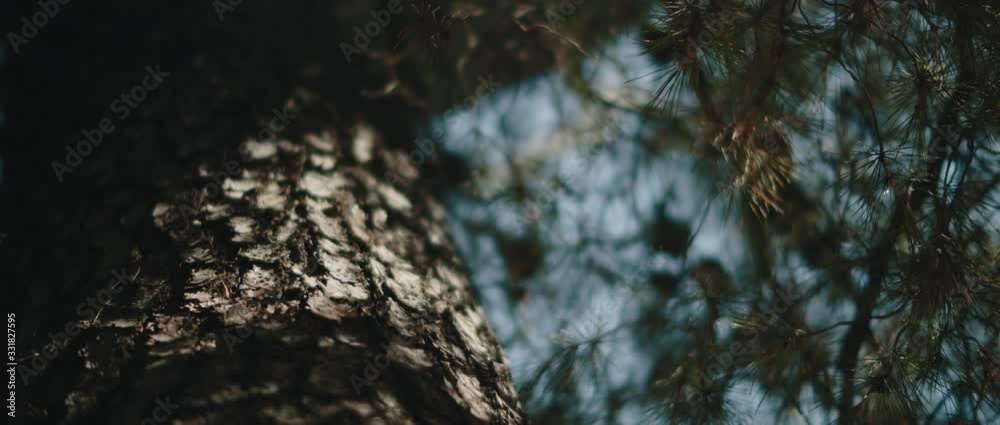 Close up view of pine tree trunk with blue sky in the background. CLOSE UP, SLOW MOTION, SHALLOW DOF. Nature background, cinematic b-roll. BMPCC 4K