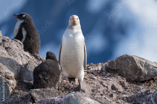 White Gentoo Penguin near Waterboat Point in Antarctica photo