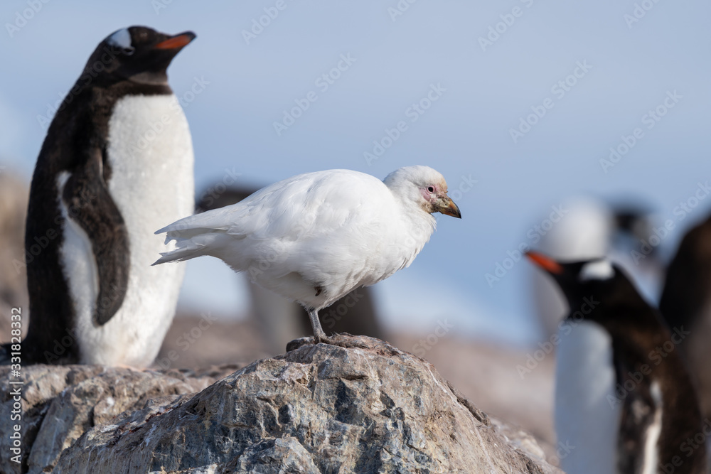 Fototapeta premium Snowy Sheathbill bird near near Waterboat Point in Antarctica