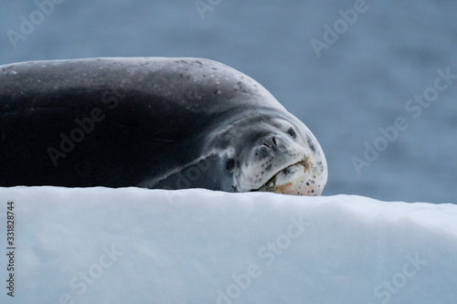 Leopard Seal on Ice floe in Paradise Bay, Antarctica