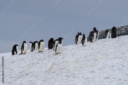 Adelie Penguin Colony in the Yalour Islands in Antarctica