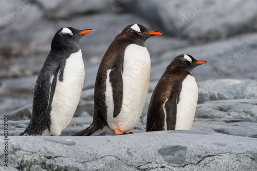 Three Gentoo Penguins on a rock in Antarctica