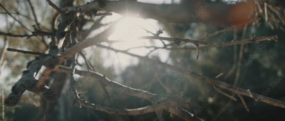 Close up view of dry tree branches with beautiful bokeh background and sun flares. SLOW MOTION, SHALLOW DOF. Nature background, cinematic b-roll. BMPCC 4K