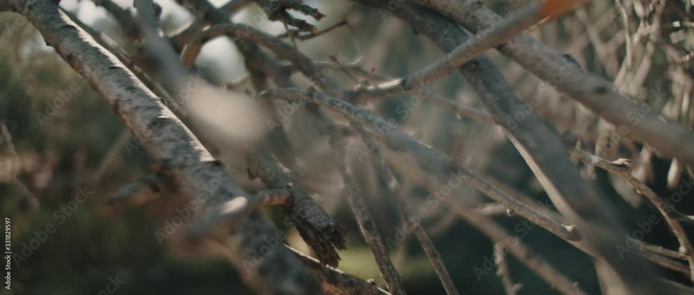 Close up view of dry tree branches with beautiful bokeh background and sun flares. SLOW MOTION, SHALLOW DOF. Nature background, cinematic b-roll. BMPCC 4K
