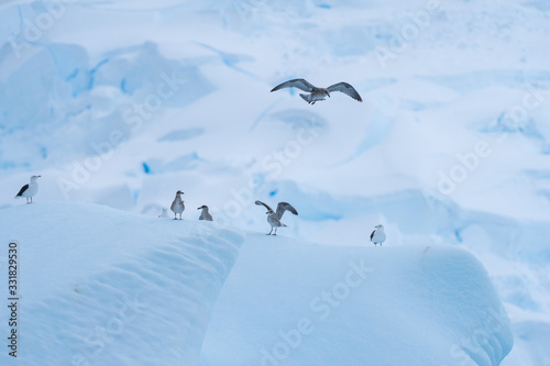 Kelp Gulls on a iceberg in Charlotte Bay, Antarctica