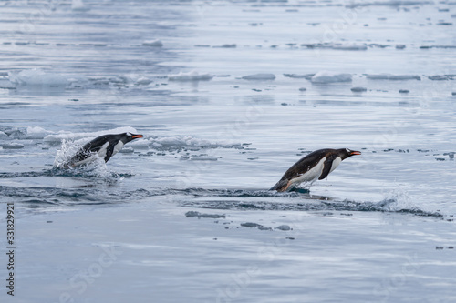 Porposing Gentoo Penguins in icy waters in Antarctica