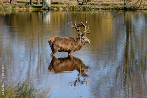 Deer in the lake © John