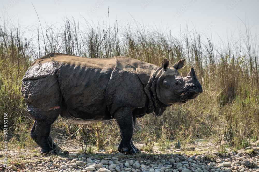 Fototapeta premium An Endangered One Horned Rhino on a River Bank in Nepal