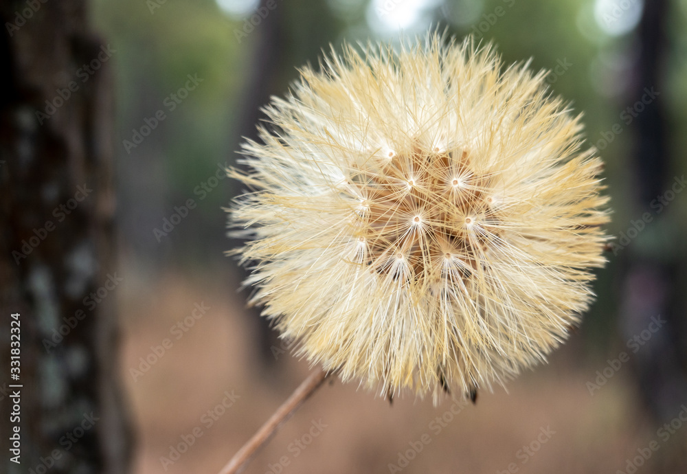 The Hairy Cats Ear or Flatweed Seed Head The Hairy Cats Ear or Flatweed Seed Head