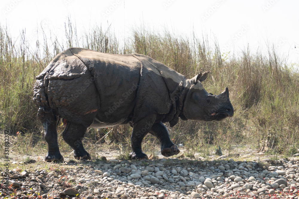 Fototapeta premium An Endangered One Horned Rhino on a River Bank in Nepal