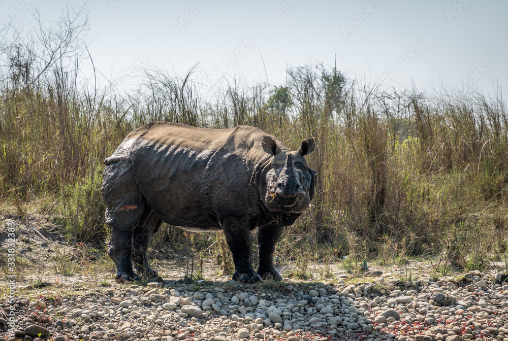 Fototapeta premium An Endangered One Horned Rhino on a River Bank in Nepal