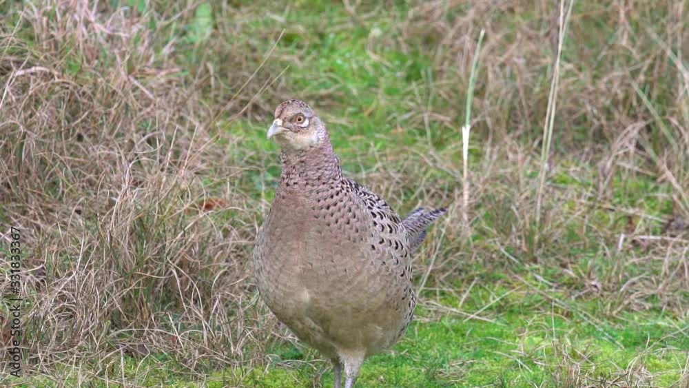 Female Common Pheasant walking in the grass in Texel Female Common Pheasant walking in the grass in Texel