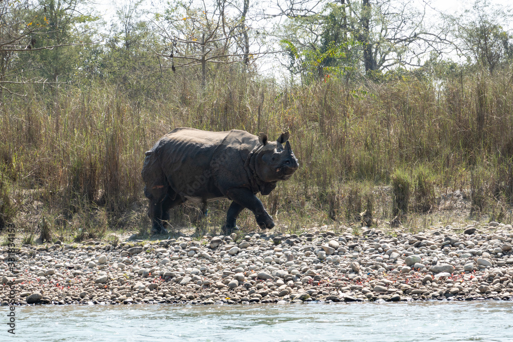 An Endangered One Horned Rhino on a River Bank in Nepal An Endangered One Horned Rhino on a River Bank in Nepal