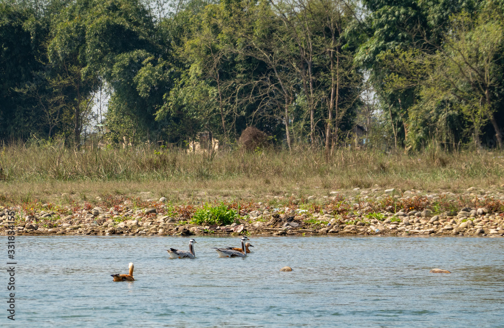 Bar Headed Geese and Ruddy Shelducks Swimming in a River Bar Headed Geese and Ruddy Shelducks Swimming in a River