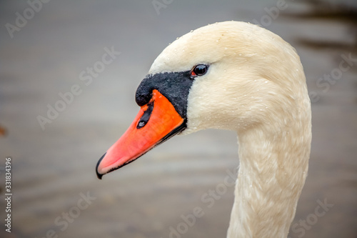 Fototapeta Naklejka Na Ścianę i Meble -  swan