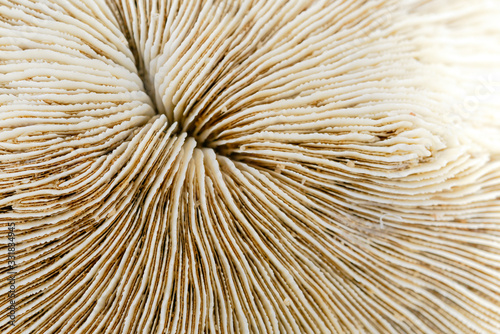 Fototapeta Naklejka Na Ścianę i Meble -  Texture of coral or Mushroom Coral