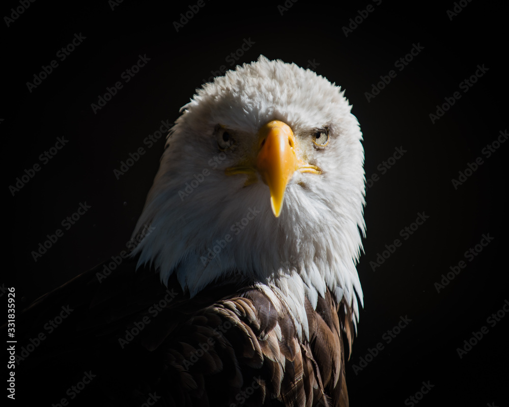 Fototapeta premium portrait of an eagle