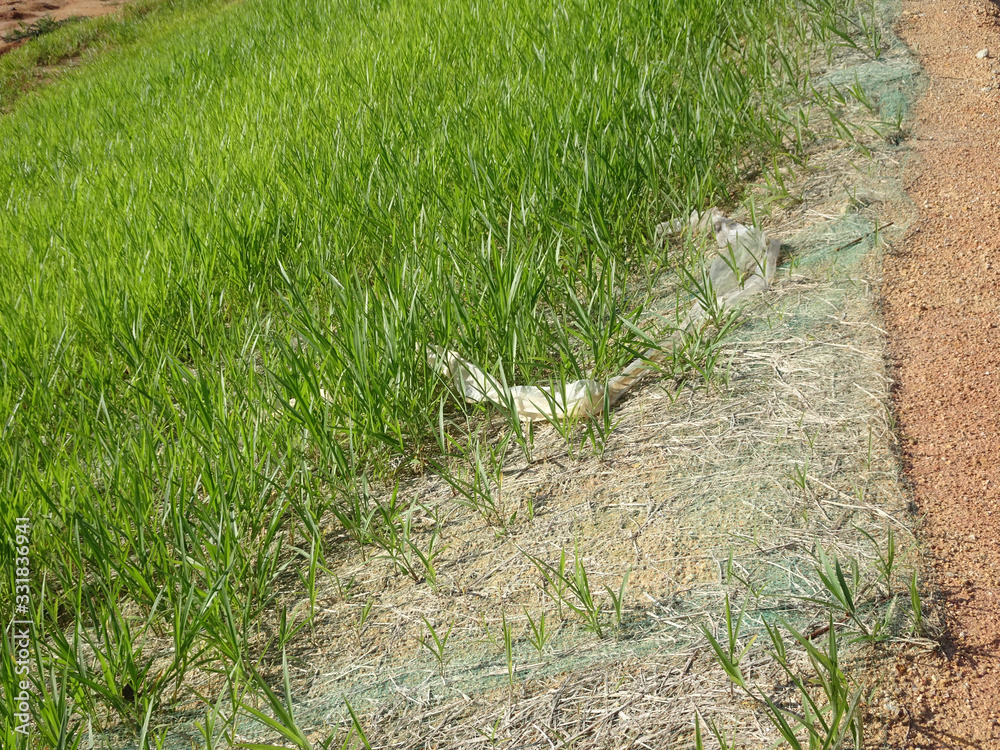 The grass is planted to prevent erosion of the soil slope. It is grown